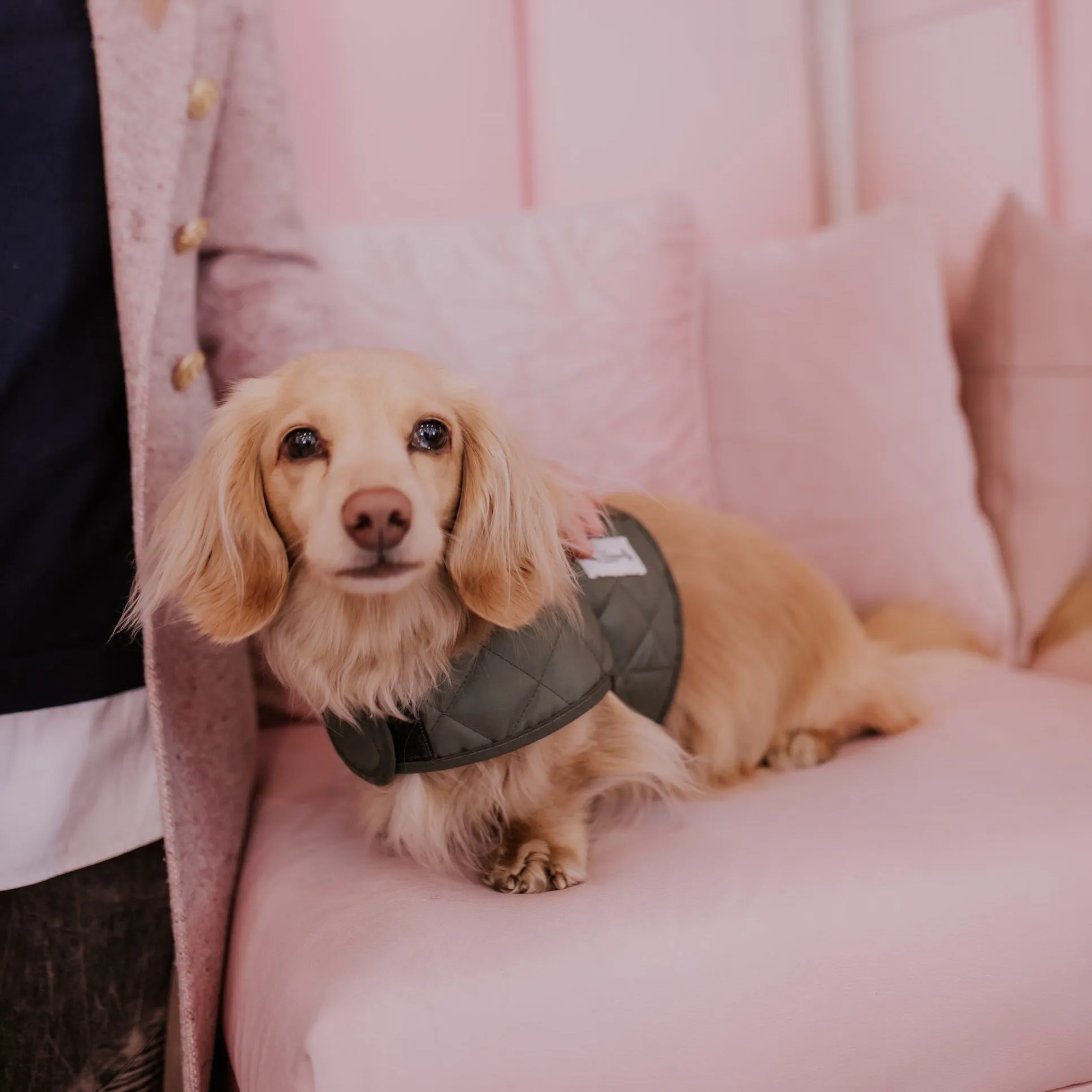 The Explorer Quilted Comfort Luxury Dog Harness